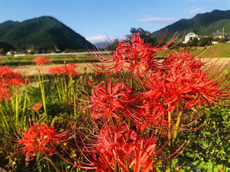 彼岸花 開花|【彼岸花】今年はヒガンバナの開花が遅い！？〜気温と開花時期。